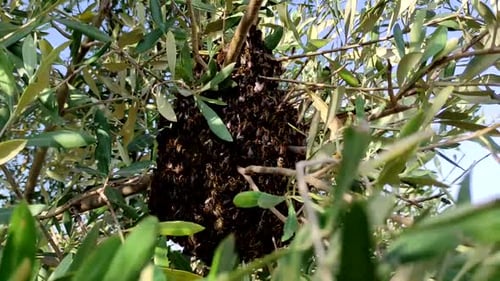 Clustered Swarm of Honeybees in a Tree