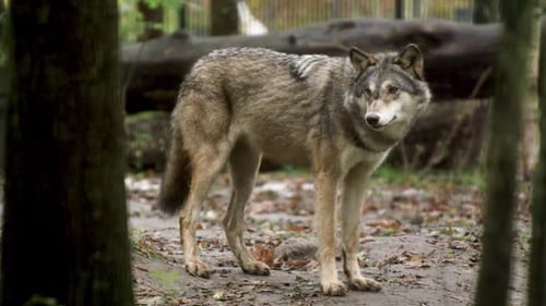 Gray Wolf Standing in Forest Habitat