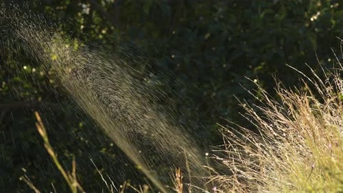 Water Sprinkler Spraying Water on Grass and Bushes