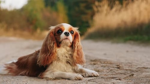 Portrait of Cavalier King Charles Spaniel in the park
