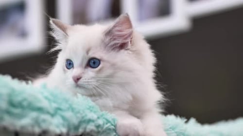 Adorable White Kitten Resting Comfortably on Soft Blanket