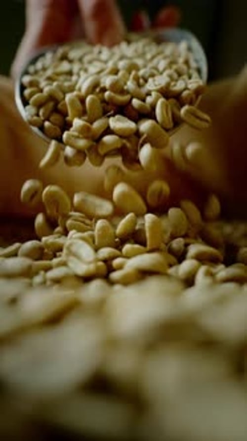 Männliche Hände pflücken frische rohe Kaffeebohnen aus einer Tüte bei der Kaffeeproduktion, um sie heiß zuzubereiten