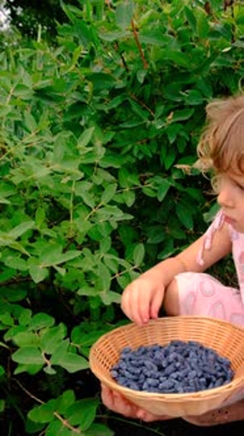 Child Picking Berries in the Garden Selective Focus