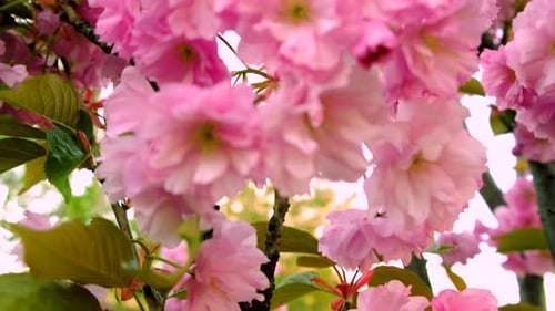 Sakura Tree Blossoms in Spring Selective Focus