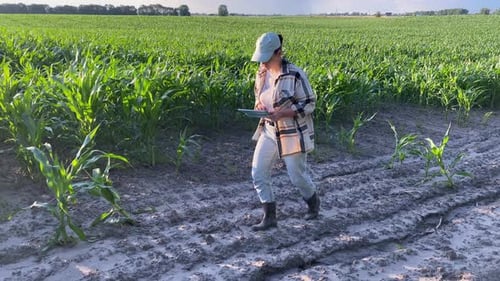 Panoramic Agricultural Cornfield While Woman Farmer Walks Dirt Road