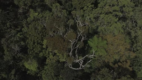 Aerial View of Lush Tropical Rainforest Canopy