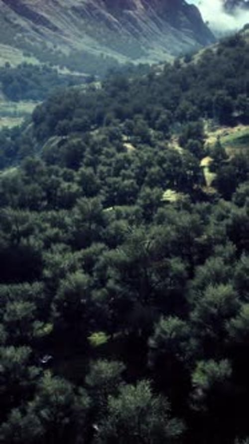 Aerial Forest Scenery European Fores