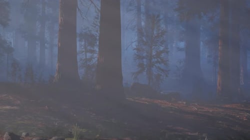 Towering Trees in Lush Forest