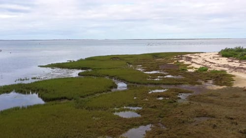 Drohne fliegt tief über grünem Gras am Meer, während Vogelschwärme an und über die Linse fliegen, Luft