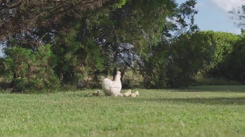 White, fluffy chicken with chicks walking around in the garden, on a farm in Uruguay, panning shot