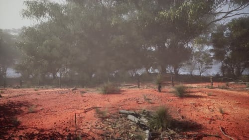 Dirt Field With Eucalyptus Grove