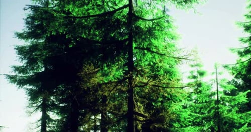 Lush Green Forest at Midday with Sunlight Filtering Through Trees