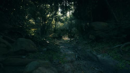 Dirt Path Through New Zealand Forest