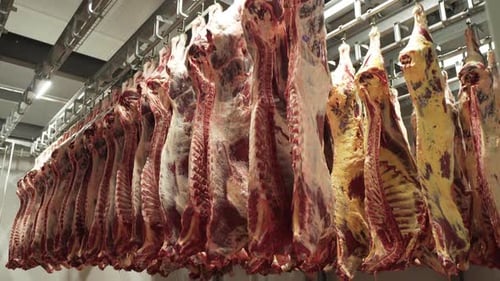 Animal Carcasses Hang in the Warehouse of a Meat Factory