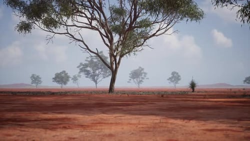 Lone Tree on a Red Earth Landscape in the African Savanna During Daylight