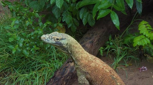 head of a young Komodo dragon. Static Close-up shot.