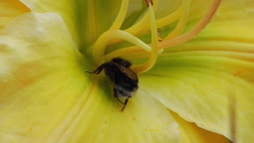 Close Up Of A Bumblebee Scratching Its Back While Pollinating A Yellow Lily Flower.