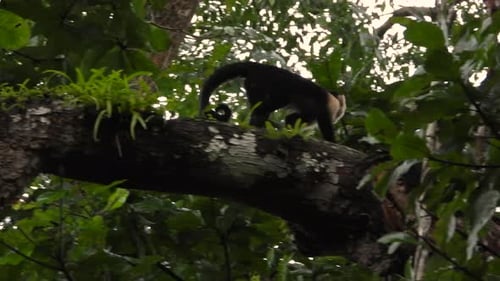 White Faced Capuchin Monkey jumps and walks across the branch in the Rain forest Canopy showing it p