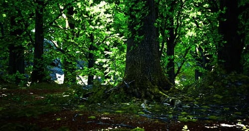 Exuberante bosque verde con luz solar filtrándose a través de los árboles en verano