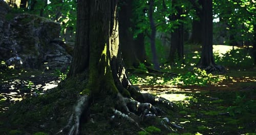 Sunlight Filtering Through Leafy Trees in a Serene Forest Setting