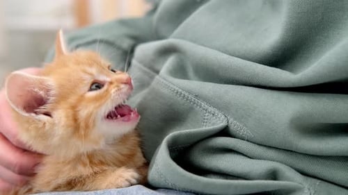 Cute Orange Kitten Sitting On Lap and Meowing