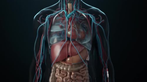 Detailed 3D Animation of Human Internal Organs and Blood Vessels