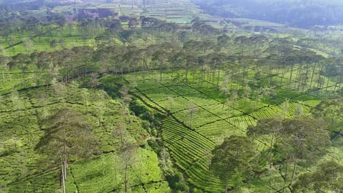 Cinematic aerial shot showing neatly arranged tea fields surrounded by forested hills