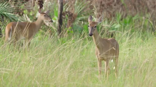 Deer Grazing Peacefully in Grassy Florida Meadow