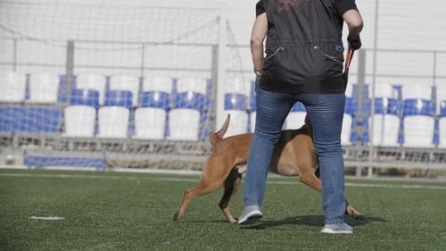 Trainer Plays with a Belgian Shepherd Dog on the Training Field