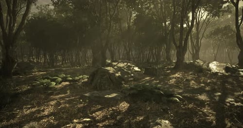 Mysterious Forest Landscape Bathed in Soft Light During Early Morning Hours