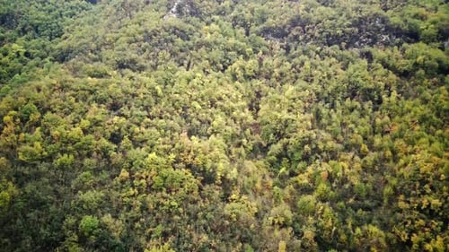 Aerial Drone Footage of an Autumn Forest
