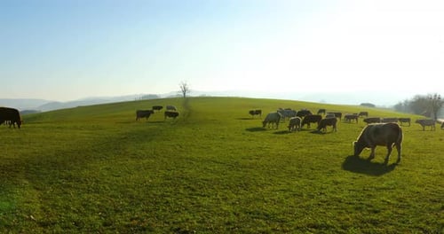 A herd of cows grazing on a hill during a sunny autumn day.