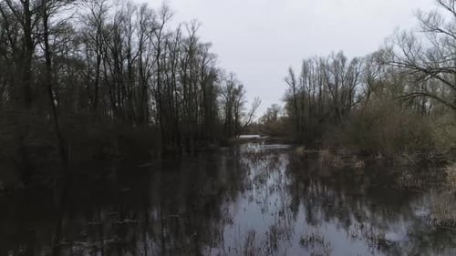 Drone shot of swamp like water with trees and reed.