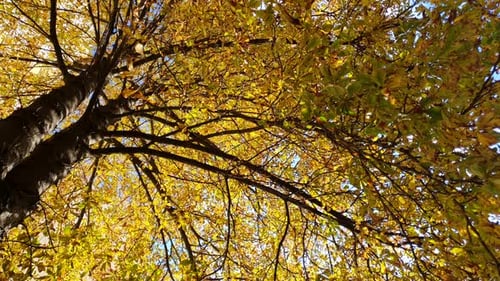 Looking up Through Colorful Fall or Autumn Leaves Growing On A Tree On A Sunny Day - low angle shot
