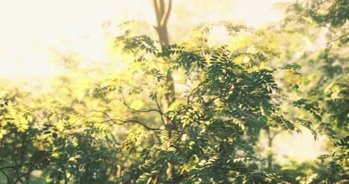 Sunlight Filtering Through Lush Green Foliage in a Serene Forest Setting