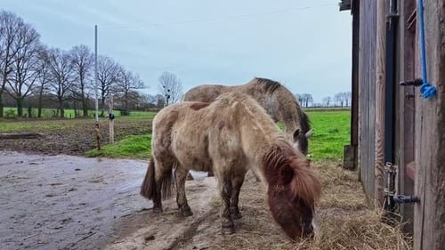 One pony and one foal eating and looks with interest in a dirty barnyard, France.