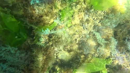 Diving over seaweed and plants moving with the water, Punta del Este, Uruguay