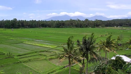Aerial Shot of Rice Paddies Fields in Bali View From Palm Trees