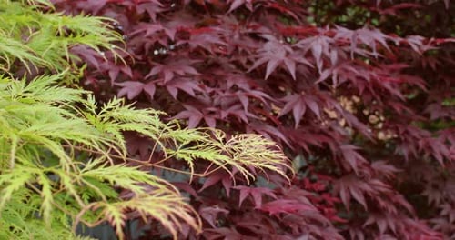 Acer palmatum 'Emerald Lace' en primer plano con Acer palmatum 'Atropurpureum' de fondo