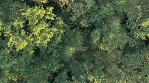 Flying Above Green Treetops On Sunny Day In Forest. aerial topdown shot