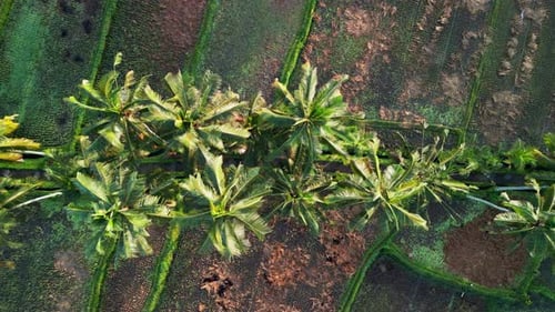 Aerial View of Tropical Palm Trees and Rice Fields