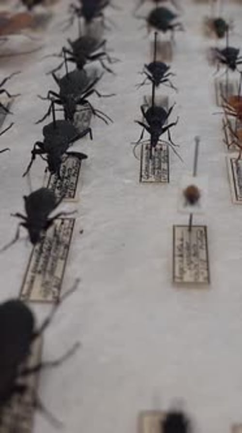 Vertical Video of Insect Collection 08