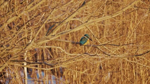 Common Kingfisher sitting on a branch in the forest