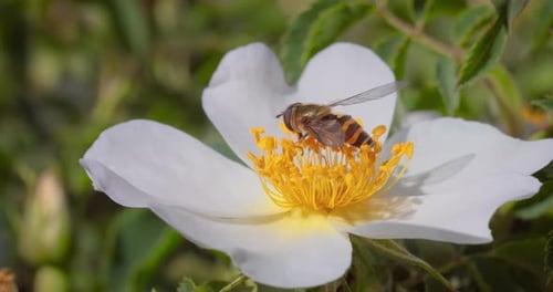 Insect Pollinating White Flower in Summer Garden