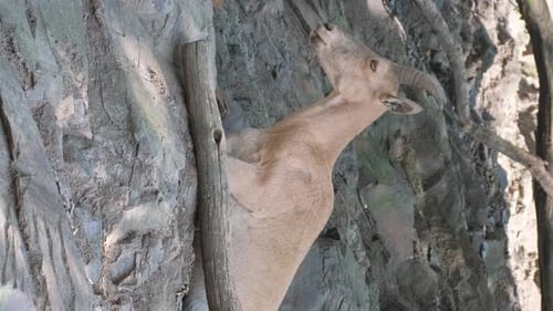 A Relaxed Mountain Goat Rests on a Hillside in the Midst of Rocky Mountains Vertical Video