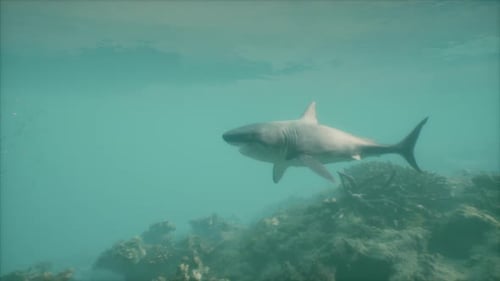 A Large White Shark Swimming in the Ocean