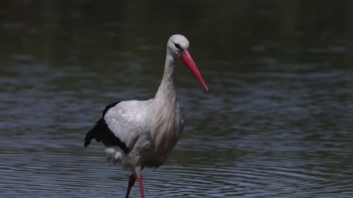 Weißstorch auf einem Feuchtgebiet