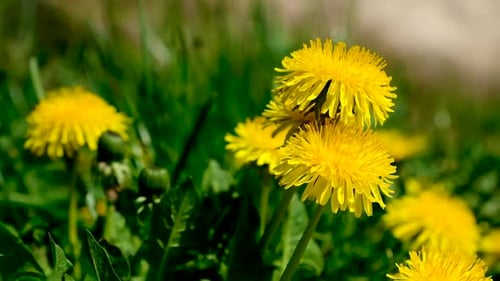Yellow Dandelions Growing in Green Grass