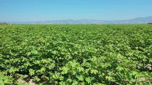 Cotton field - High quality aerial shot of cotton field with drone
