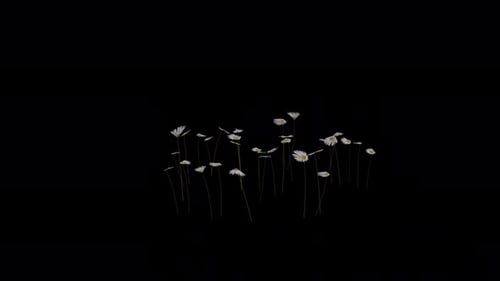 Daisy Plant blowing in the wind. Wind blows the Flowering Plant. Alpha Channel. Loop Animation